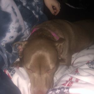 Meet your Posher, Maya